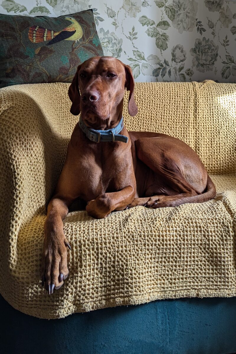 Chester Vizsla