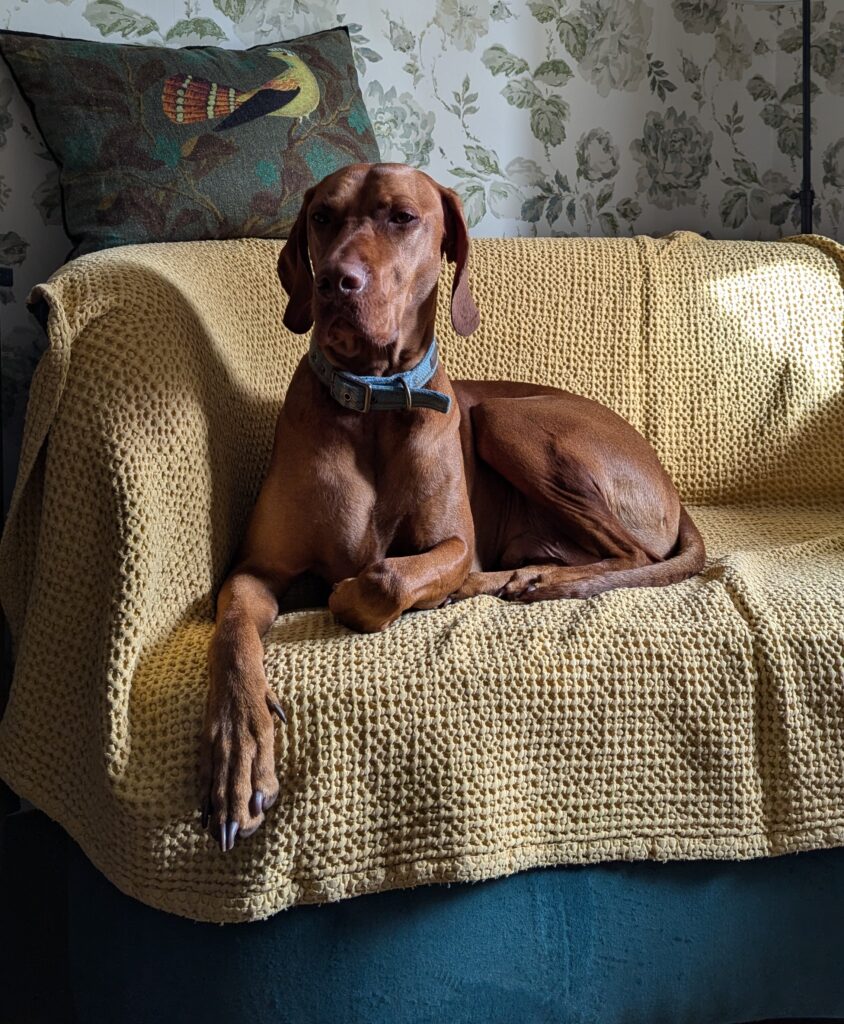 Chester Vizsla